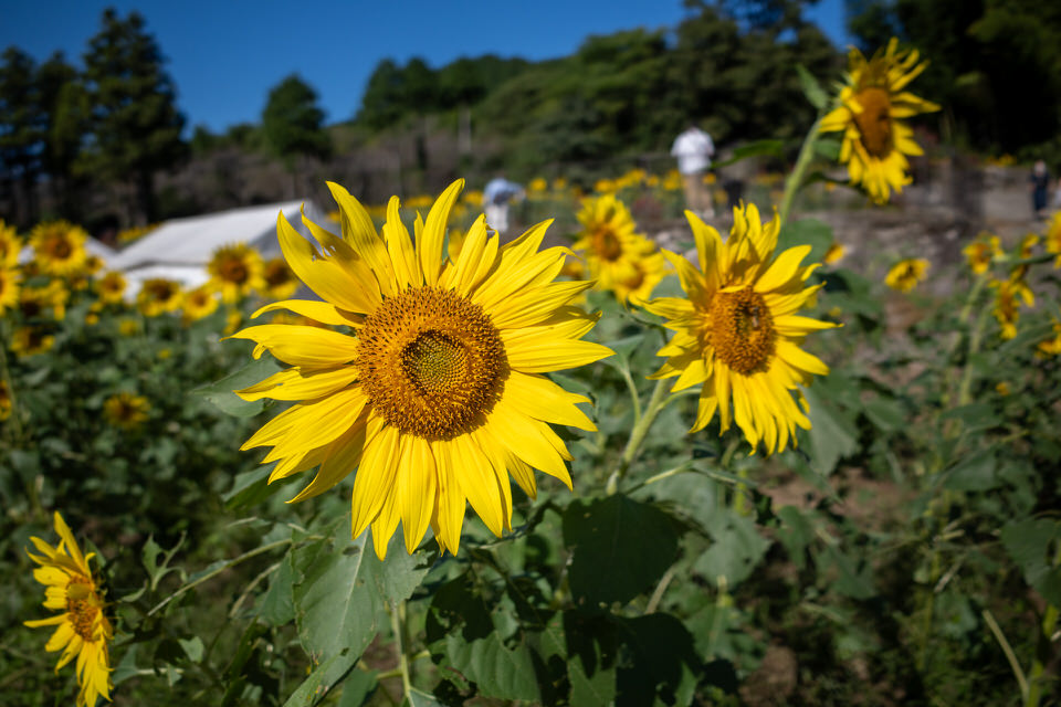 ひまわりの花