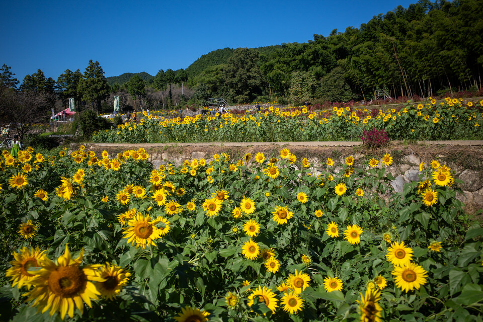 山田ひまわり園のひまわり畑