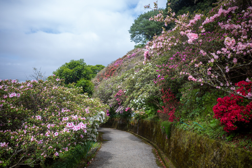 龍巻地獄のつつじの花