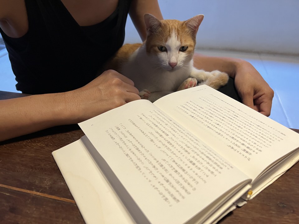 本を読む猫