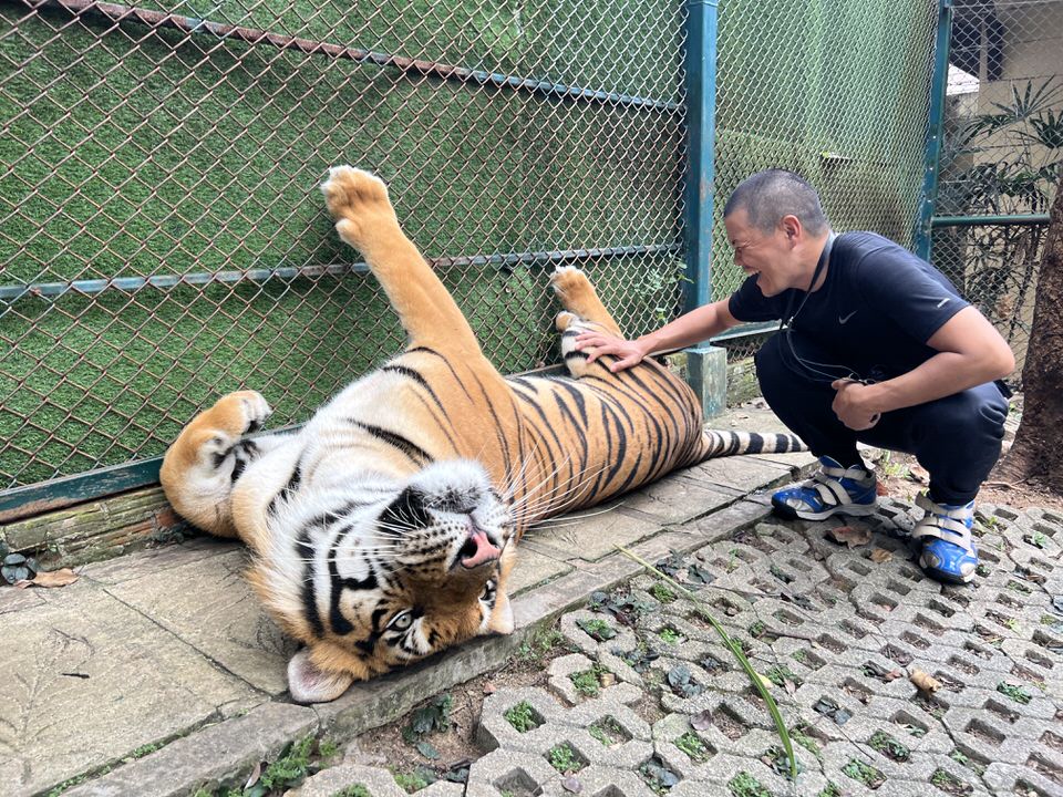 チェンマイのタイガーキングダムで虎に触る