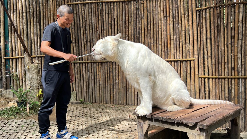 ホワイトスノータイガーに餌付け