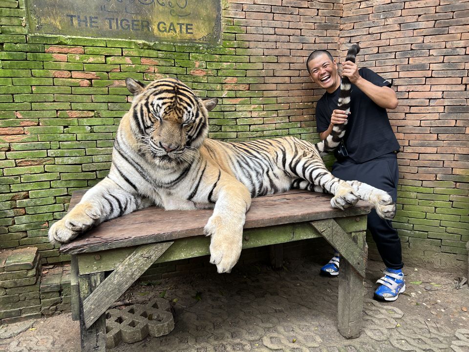 ジャイアントタイガーの尻尾