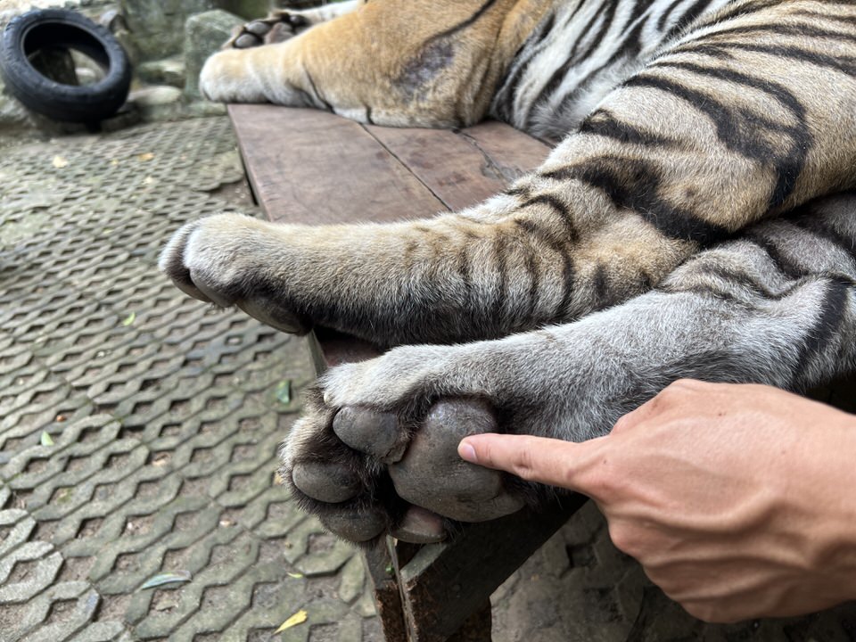 ジャイアントタイガーの肉球