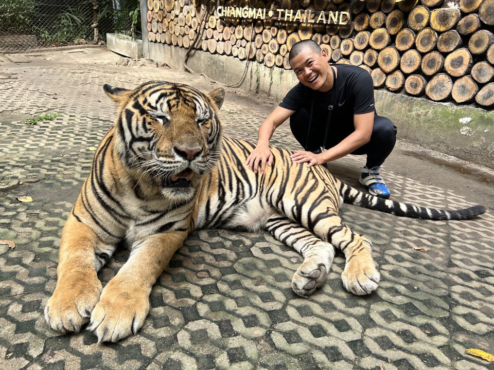 ジャイアントタイガーに触る