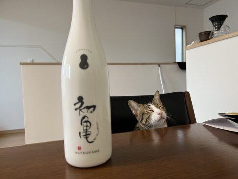 日本酒と猫