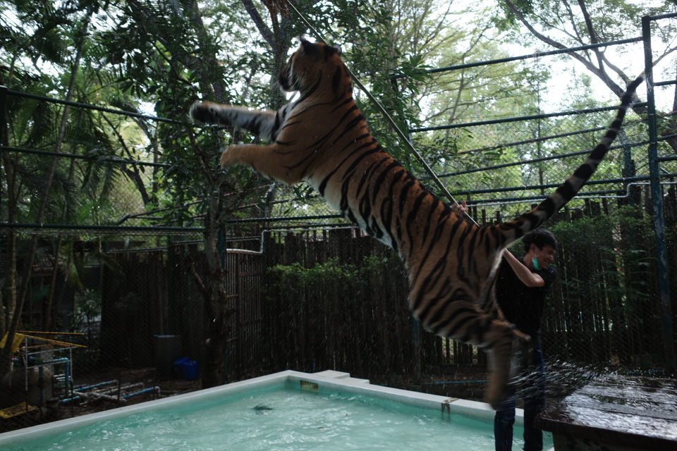 チェンマイのタイガーキングダムのミディアムタイガーの芸