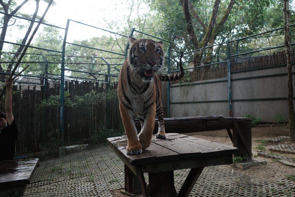 チェンマイのタイガーキングダムのミディアムタイガー