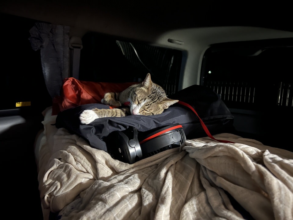 車中泊でくつろぐ猫
