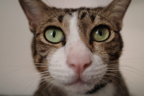 カンボジアから日本へ連れて帰った猫