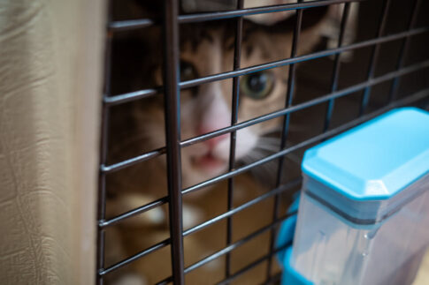ANA専用ケージに入った猫