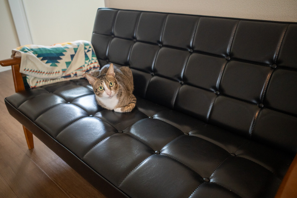 新居でくつろぐ猫