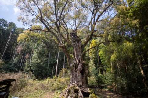 武雄神社の大楠